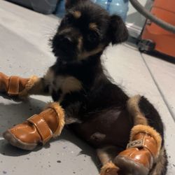Dog Shoes/Boots 