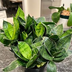 Snake plant pups