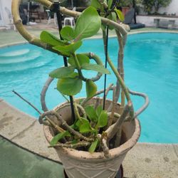 ORGANIC KALANCHOE CARNEA PLANT WITH BONUS AEONIUM PLANT.