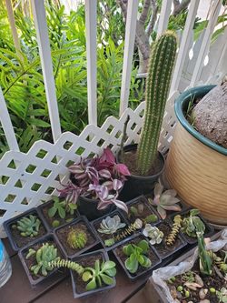Plants