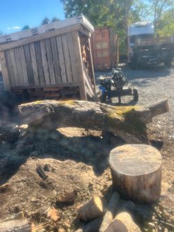Maple logs for milling