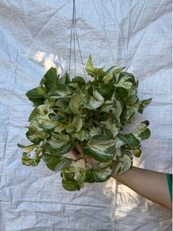 6” Manjula Pothos