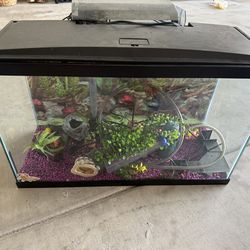 29-Gallon Glass Aquarium – Freshwater Setup
