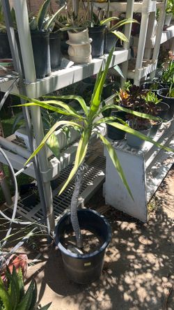 YUCCA TREE PLANT