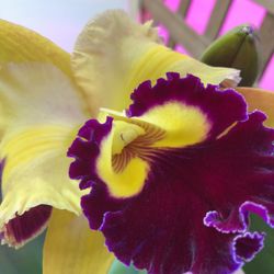 Cattleya Orchid, Big Flowers, Big Pot 