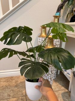 Brand New Monstera Plant 🌿