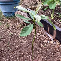 Avocado Plant 