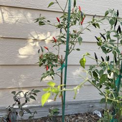 Spicy Pepper Tree $8