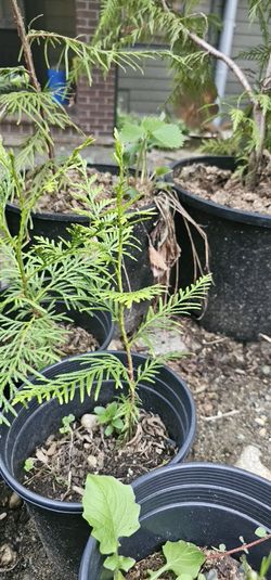 Cedar Trees