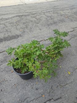 Citronella plant