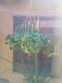 Creeping Charlie/ Spider Plant. $20 For Charlie/ $10 For Spider