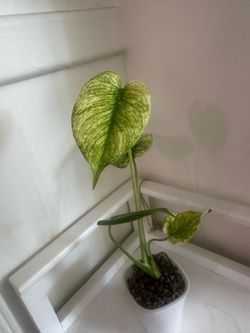 Mint Monstera