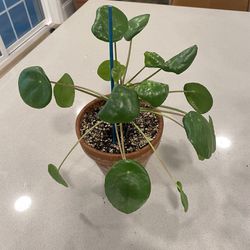 Healthy Chinese Money plant - $15 OBO