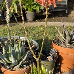Variegated Aloe Nobilis