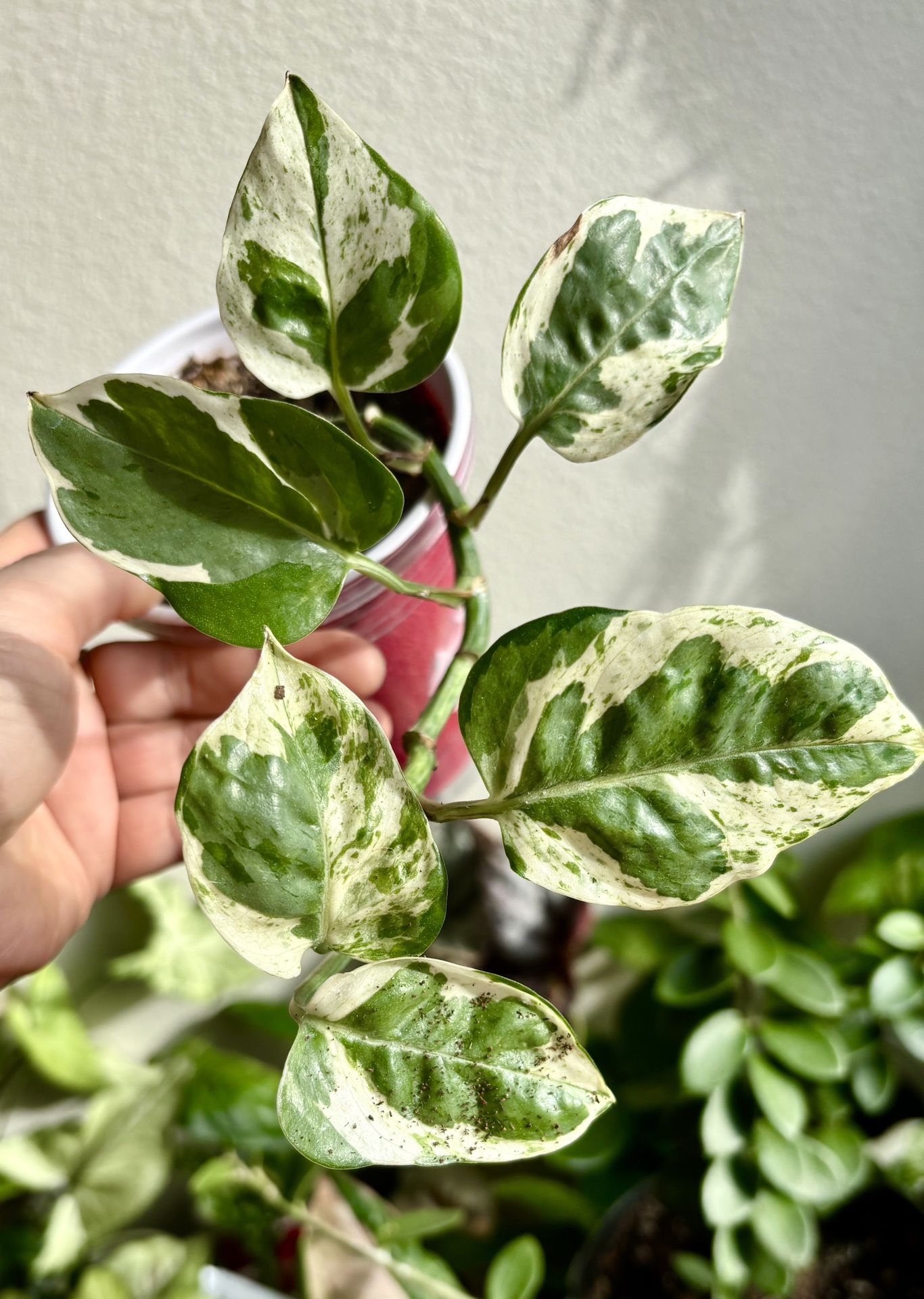 Two  Indoor Plants $15