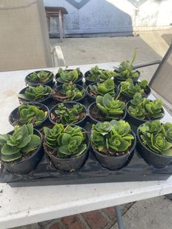Plants $5 each