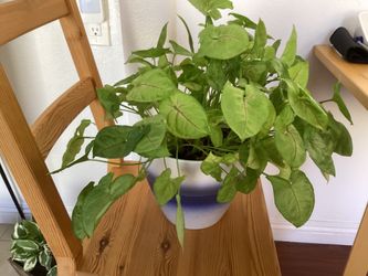 Indoor Plant