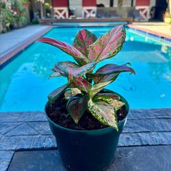 Lady valentine 6” pot b