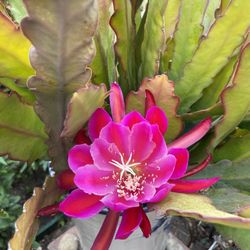 Epiphyllum Orchid Cactus 
