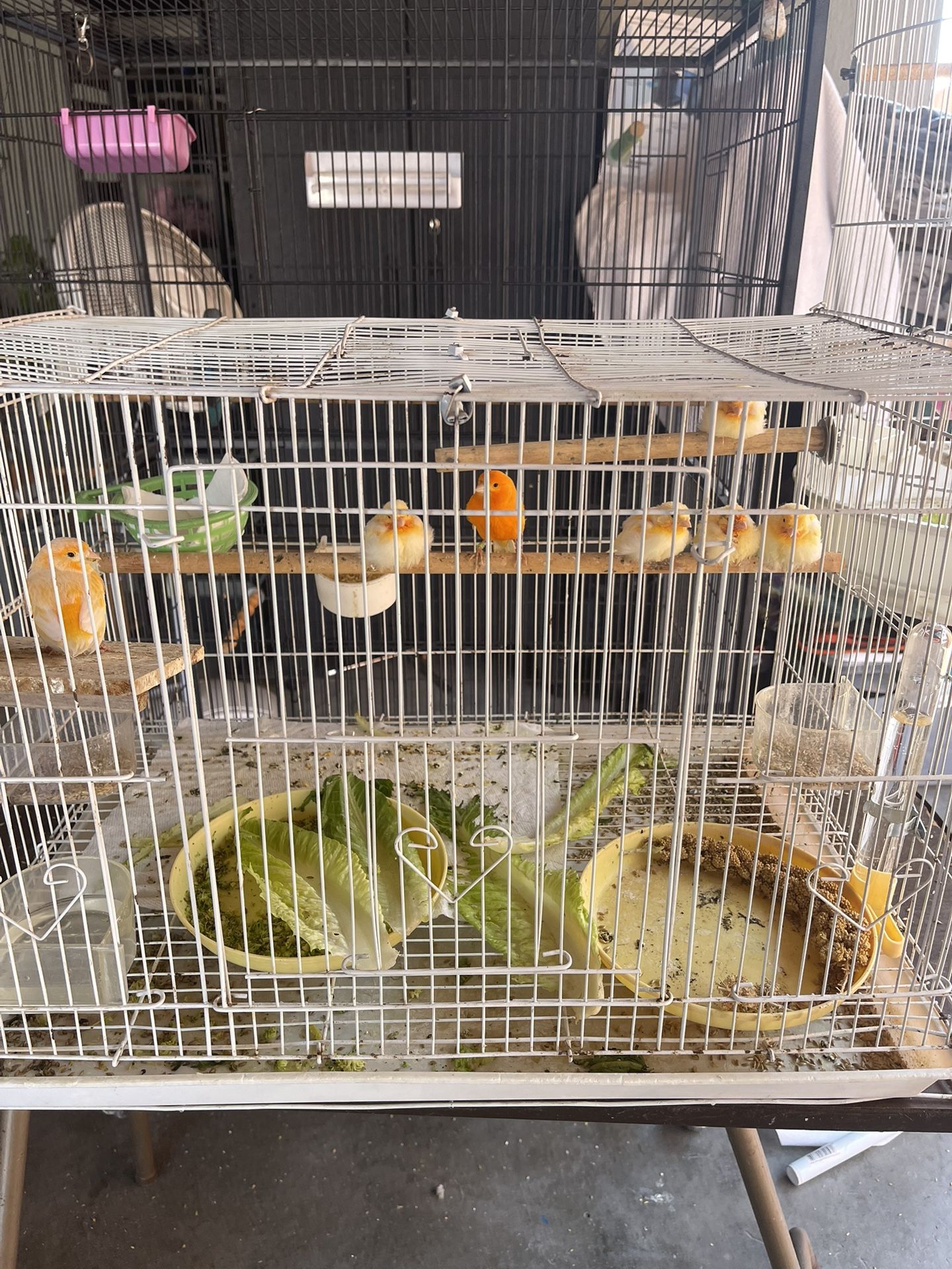 Birds Cage