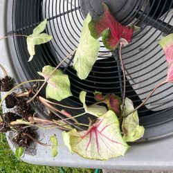 Caladium plant, White Queen & Frieda Hemple 