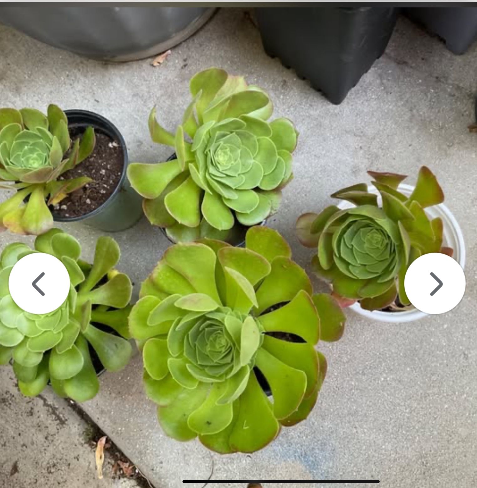 Succulent Aeoneums