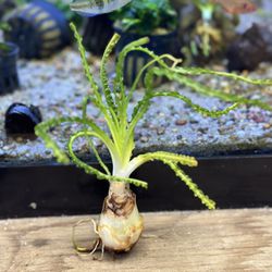 African Onion Plant (Crinum calamistratum) - Unique Aquatic Plant for Aquariums - Aquascape Freshwater Aquascaping Plant For Fish Tanks 