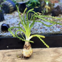 African Onion Plant (Crinum calamistratum) - Unique Aquatic Plant for Aquariums - Aquascape Freshwater Aquascaping Plant For Fish Tanks 