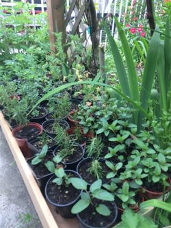 Rue, rosemary, pepermint plants