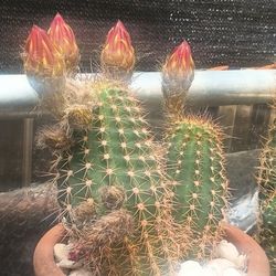 Cactus Planta.