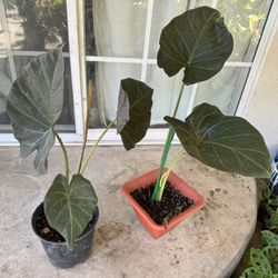 Elephant Ear