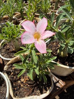 Desert Roses