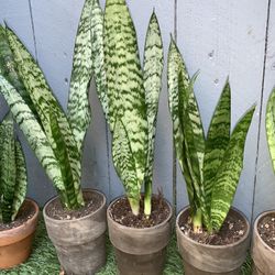 Sansevieria Small Plants