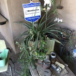 Plant 