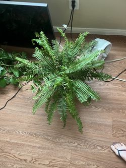 Boston fern large
