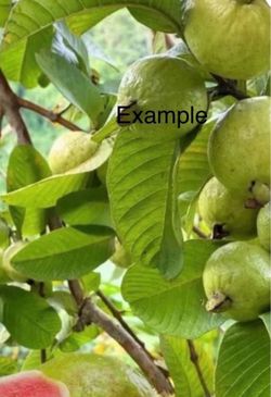 Guava fruit tree//arbol de Guayabas  color de Rosa