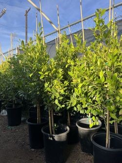 15 Gallon Ficus Trees “4 Feet Tall” $55