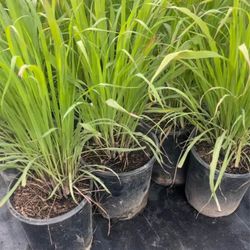 Lemongrass 