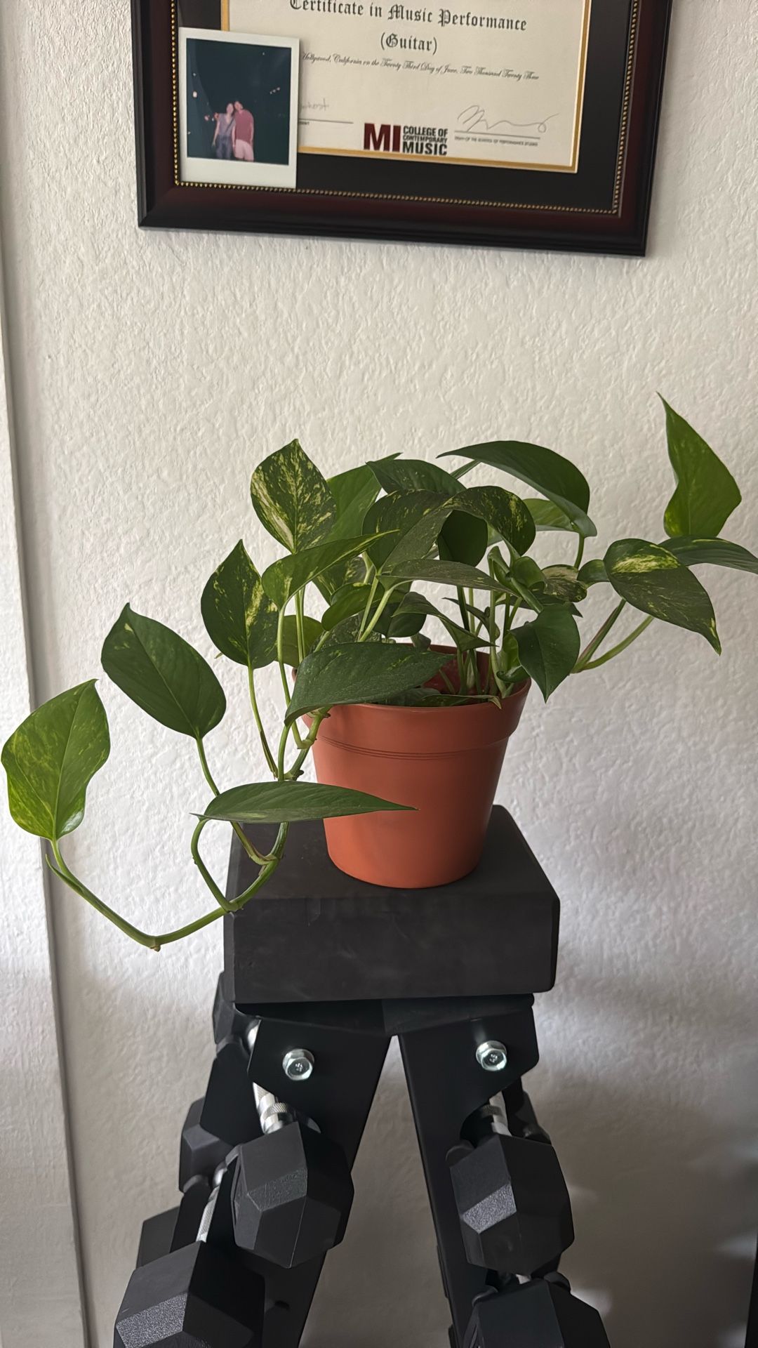 Indoor Plant Golden Pothos