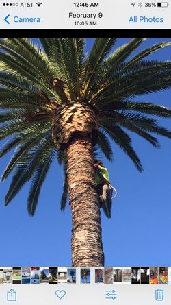 TREE Trim , Palm Cleaning, REMOVE