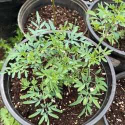 Ruda Plants 