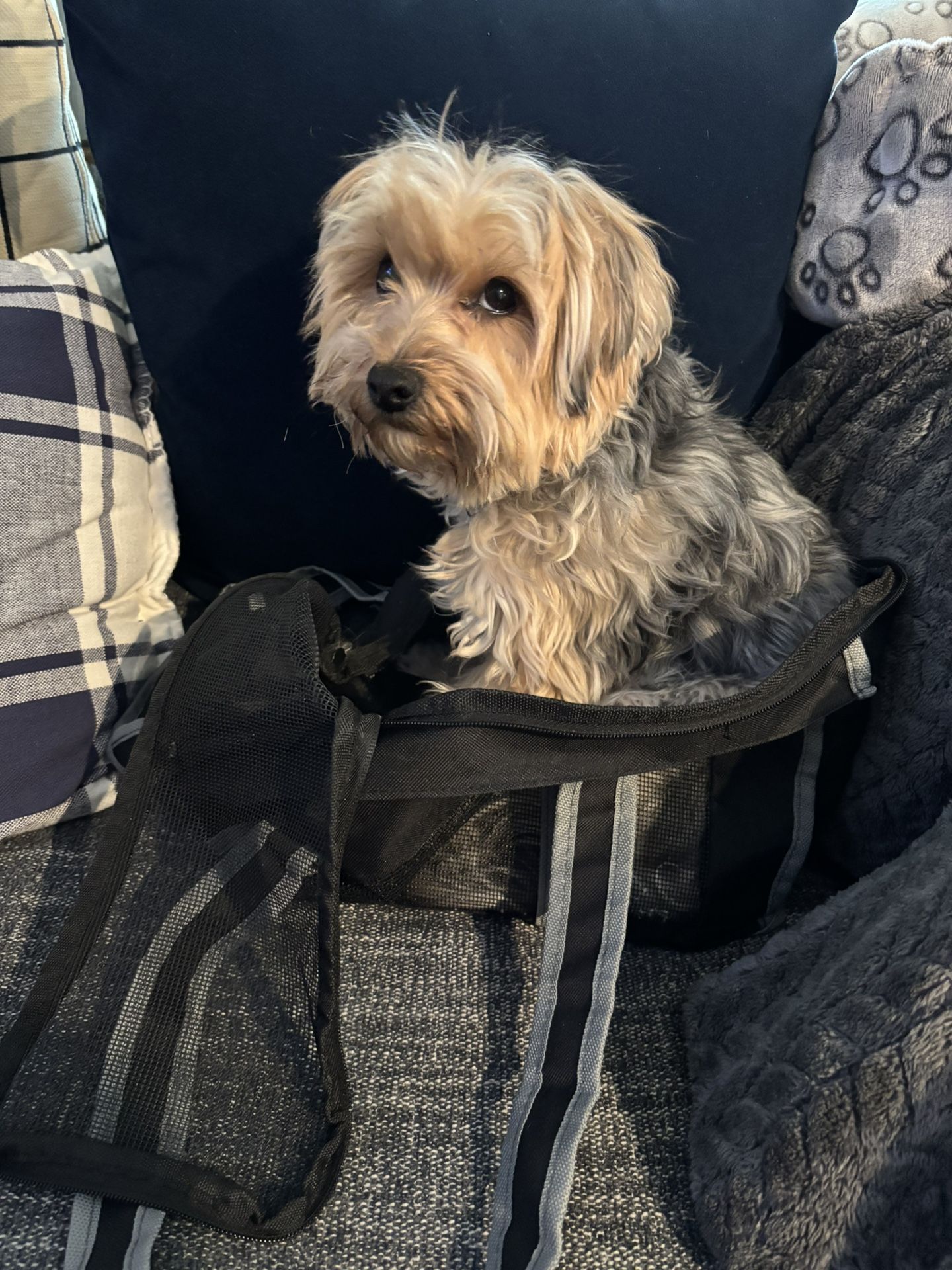 Small Pet Carry Bag