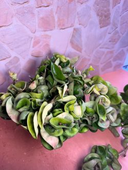 Hoya Hindu Rope Plant - 6inch