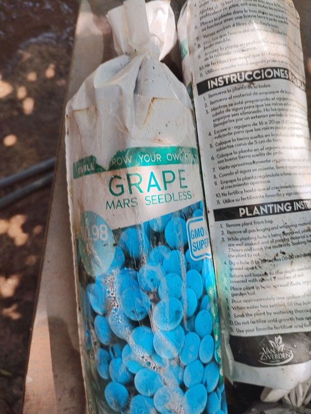Grape Plants