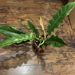 Philodendron Jungle Boogie Plant