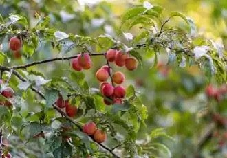 2 American Plum Saplings