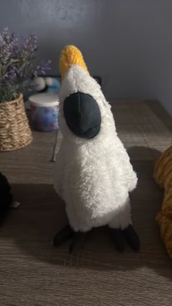 Cockatoo plushy pick up for me today