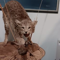 Mounted Bobcat