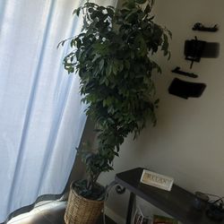 Artificial Plant 