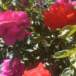 Rose Trees.